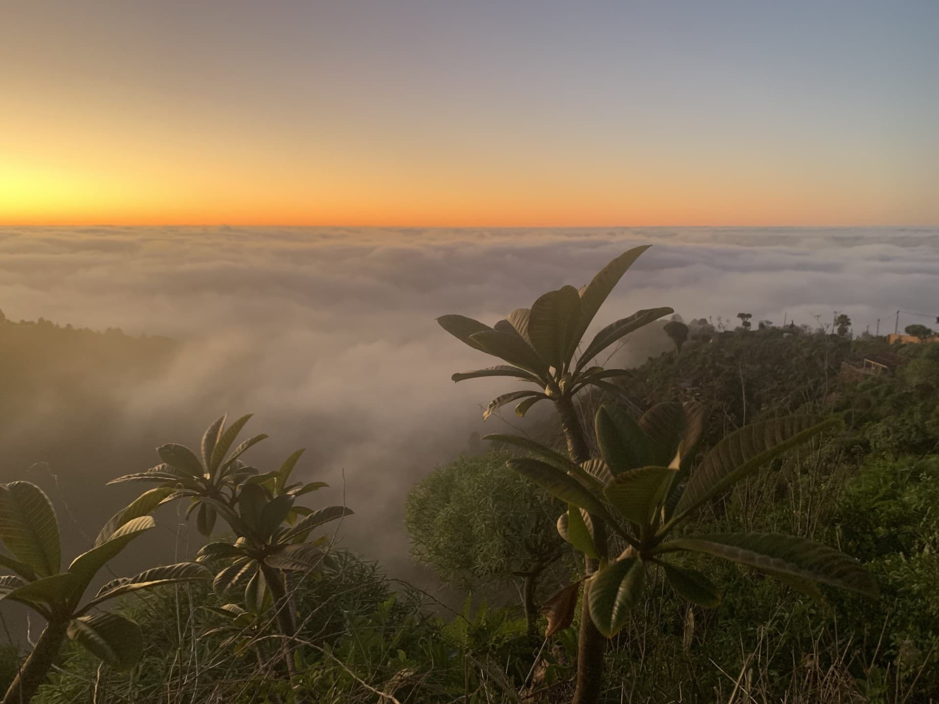 Zonsondergang met vetplant